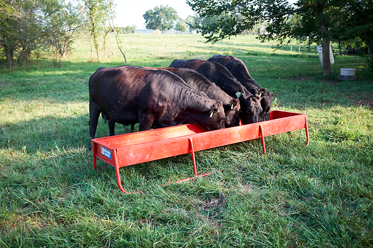 Cattle eating from a trough in a field.